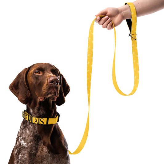 Yellow Firulais Pet collar & leash