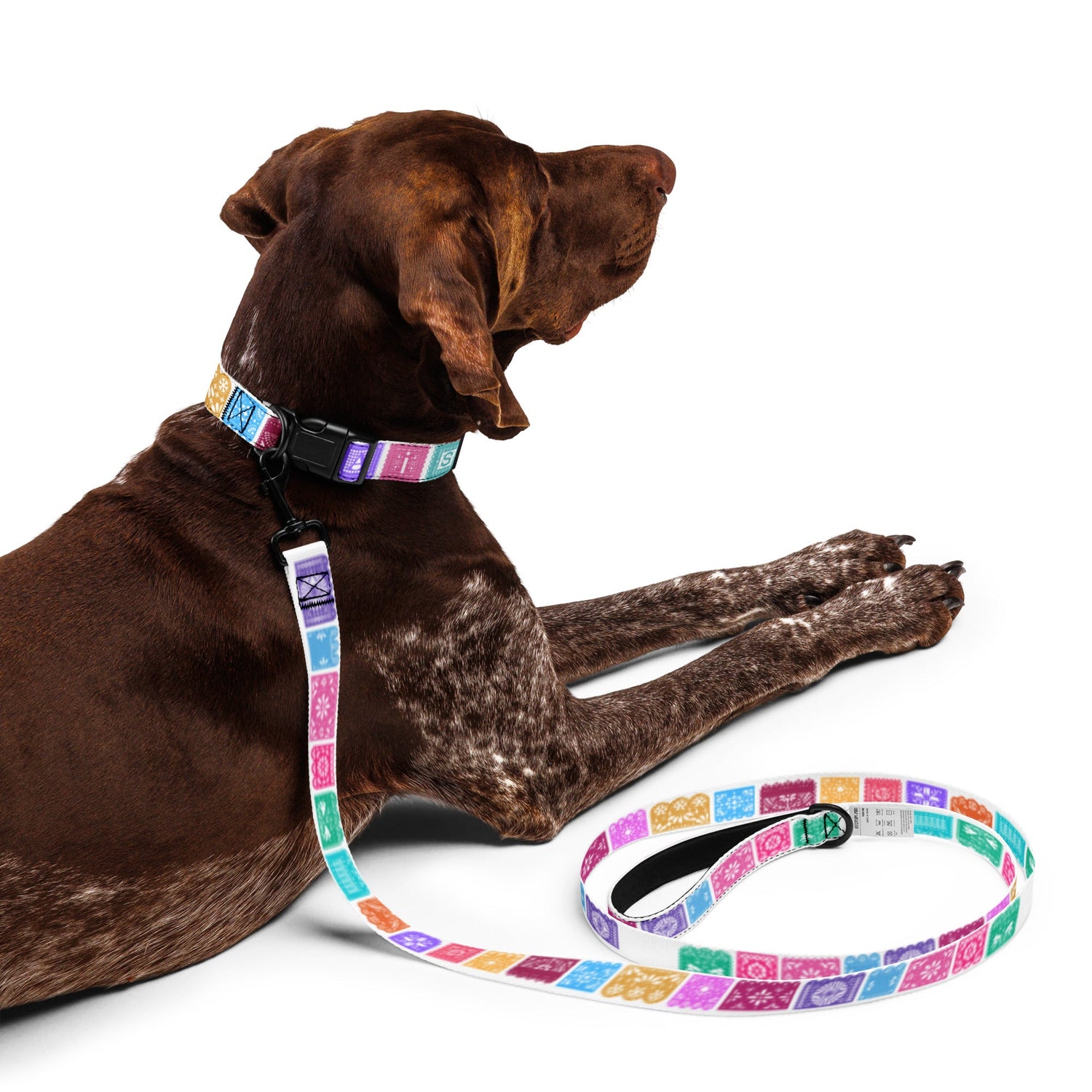 Leashes and Collars